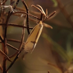 Philobota undescribed species near arabella at Bruce, ACT - 31 Oct 2023 08:55 AM