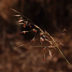 Rytidosperma pallidum (Red-anther Wallaby Grass) at Bruce Ridge to Gossan Hill - 30 Oct 2023 by ConBoekel