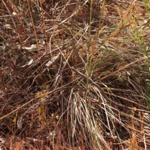 Rytidosperma pallidum at Bruce, ACT - 31 Oct 2023