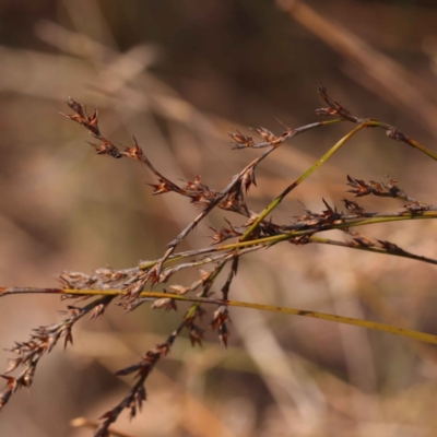 Lepidosperma laterale (Variable Sword Sedge) at Bruce, ACT - 30 Oct 2023 by ConBoekel