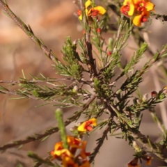 Dillwynia sericea (Egg And Bacon Peas) at Bruce, ACT - 30 Oct 2023 by ConBoekel