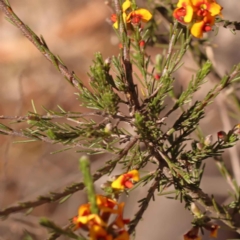 Dillwynia sericea (Egg And Bacon Peas) at Bruce, ACT - 31 Oct 2023 by ConBoekel