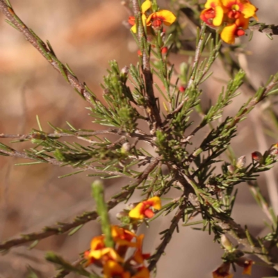 Dillwynia sericea (Egg And Bacon Peas) at Bruce, ACT - 31 Oct 2023 by ConBoekel