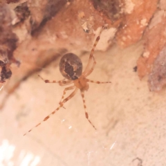 Cryptachaea veruculata (Diamondback comb-footed spider) at Bruce, ACT - 31 Oct 2023 by ConBoekel