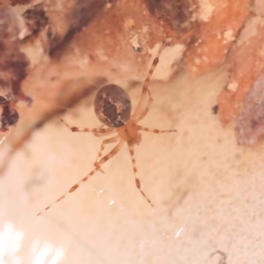 Cryptachaea veruculata (Diamondback comb-footed spider) at Bruce Ridge to Gossan Hill - 30 Oct 2023 by ConBoekel