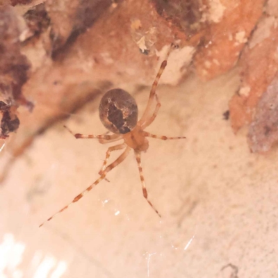 Cryptachaea veruculata (Diamondback comb-footed spider) at Bruce, ACT - 31 Oct 2023 by ConBoekel