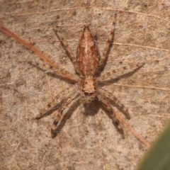 Helpis minitabunda (Threatening jumping spider) at Bruce, ACT - 30 Oct 2023 by ConBoekel