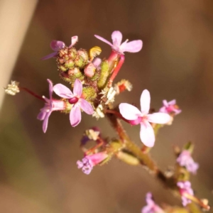 Stylidium graminifolium at Bruce, ACT - 31 Oct 2023 08:43 AM