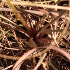 Stylidium graminifolium at Bruce, ACT - 31 Oct 2023 08:43 AM