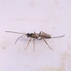 Unverified Wasp (Hymenoptera, Apocrita) - 1 Jan 1900 by ConBoekel