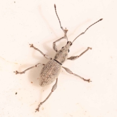 Polyphrades paganus (A weevil) at Bruce, ACT - 30 Oct 2023 by ConBoekel