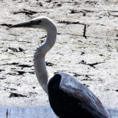 Ardea pacifica at Bredbo, NSW - 31 Oct 2023