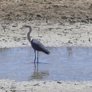 Ardea pacifica at Bredbo, NSW - 31 Oct 2023