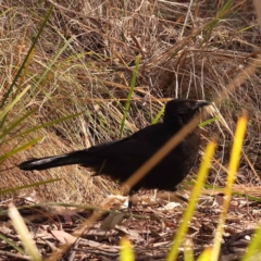 Corcorax melanorhamphos (White-winged Chough) at Bruce Ridge to Gossan Hill - 30 Oct 2023 by ConBoekel