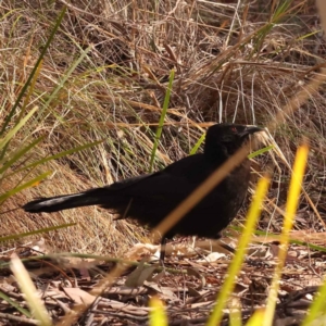 Corcorax melanorhamphos at Bruce, ACT - 31 Oct 2023