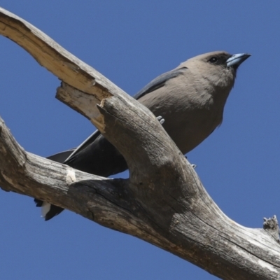 Artamus cyanopterus (Dusky Woodswallow) at Bredbo, NSW - 31 Oct 2023 by AlisonMilton