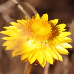 Xerochrysum viscosum (Sticky Everlasting) at Bruce, ACT - 30 Oct 2023 by ConBoekel