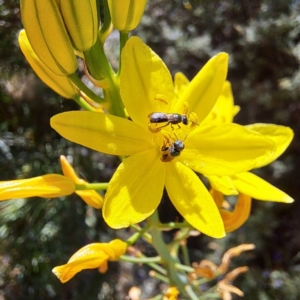 Lasioglossum (Homalictus) sphecodoides at Watson, ACT - 1 Nov 2023