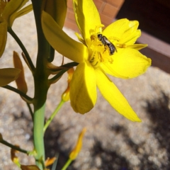 Lasioglossum (Homalictus) sphecodoides at Watson, ACT - 1 Nov 2023