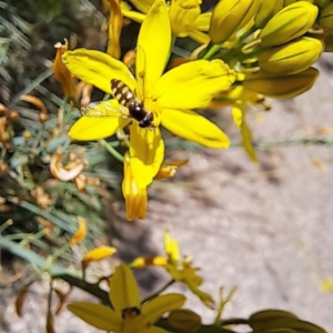 Simosyrphus grandicornis at Watson, ACT - 1 Nov 2023 11:23 AM