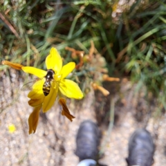 Simosyrphus grandicornis at Watson, ACT - 1 Nov 2023 11:23 AM