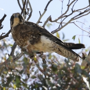 Falco berigora at Bredbo, NSW - 31 Oct 2023