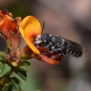 Megachile sp. (several subgenera) at Jerrabomberra, NSW - 1 Nov 2023 12:03 PM