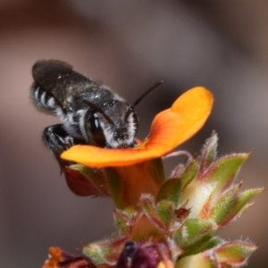 Megachile sp. (several subgenera) at Jerrabomberra, NSW - 1 Nov 2023