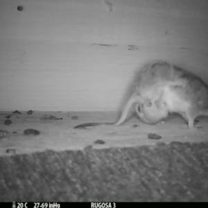 Antechinus flavipes at Yass River, NSW - 1 Nov 2023 08:57 PM