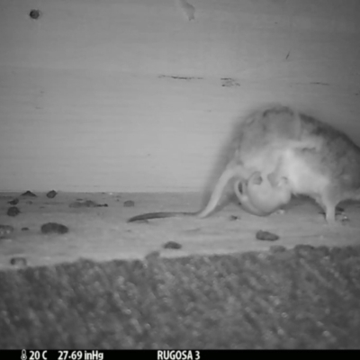 Antechinus flavipes (Yellow-footed Antechinus) at Yass River, NSW - 1 Nov 2023 by SenexRugosus