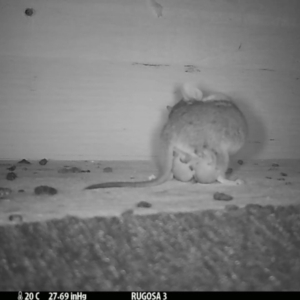 Antechinus flavipes at Yass River, NSW - 1 Nov 2023 08:57 PM