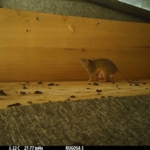 Antechinus flavipes at Yass River, NSW - 1 Nov 2023 08:57 PM