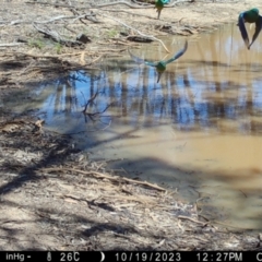 Psephotus haematonotus (Red-rumped Parrot) at Fentons Creek, VIC - 19 Oct 2023 by KL