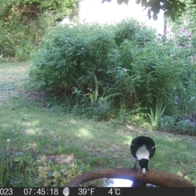 Gymnorhina tibicen (Australian Magpie) at Braidwood, NSW - 31 Oct 2023 by MatthewFrawley