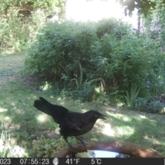 Corvus mellori (Little Raven) at Braidwood, NSW - 31 Oct 2023 by MatthewFrawley