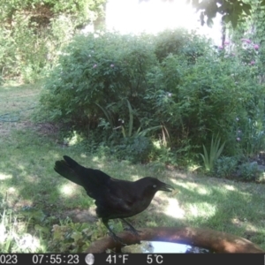 Corvus mellori at Braidwood, NSW - 1 Nov 2023 07:55 AM