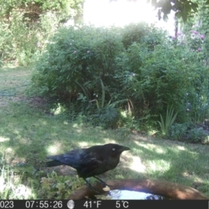 Corvus mellori at Braidwood, NSW - 1 Nov 2023 07:55 AM