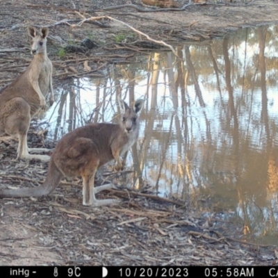 Macropus giganteus (Eastern Grey Kangaroo) at Fentons Creek, VIC - 19 Oct 2023 by KL