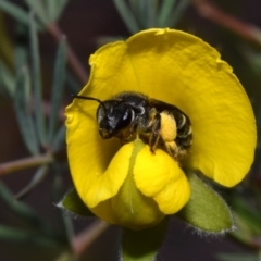 Lipotriches sp. (genus) (Halictid bee) at Jerrabomberra, NSW - 1 Nov 2023 by DianneClarke