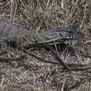 Varanus rosenbergi at Bredbo, NSW - suppressed