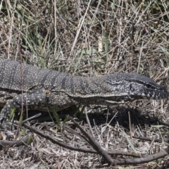 Varanus rosenbergi at Bredbo, NSW - suppressed