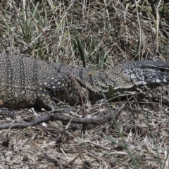 Varanus rosenbergi at Bredbo, NSW - suppressed