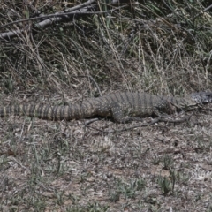 Varanus rosenbergi at Bredbo, NSW - suppressed