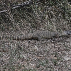 Varanus rosenbergi at Bredbo, NSW - suppressed