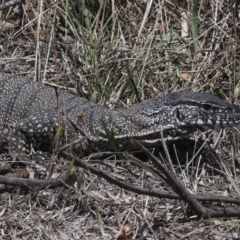 Varanus rosenbergi at Bredbo, NSW - suppressed