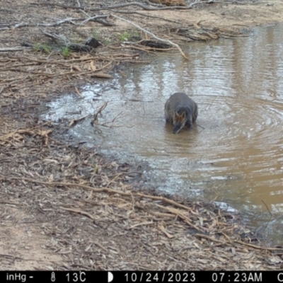 Wallabia bicolor (Swamp Wallaby) at Fentons Creek, VIC - 23 Oct 2023 by KL