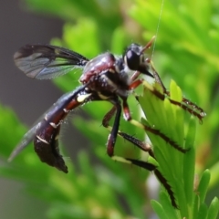 Daptolestes sp. (genus) at Beechworth, VIC - 29 Oct 2023 by KylieWaldon