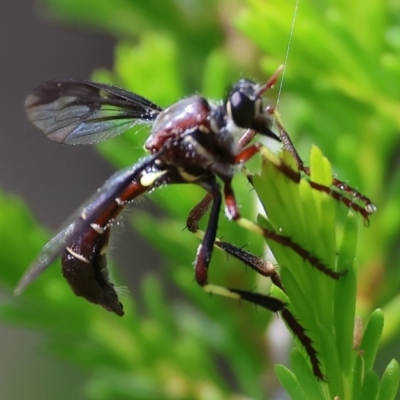 Daptolestes sp. (genus) at Beechworth, VIC - 28 Oct 2023 by KylieWaldon