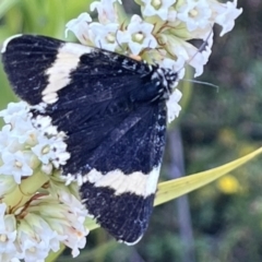 Eutrichopidia latinus at Canberra Central, ACT - 1 Nov 2023