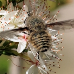 Meomyia sp. at Beechworth, VIC - 28 Oct 2023 by KylieWaldon